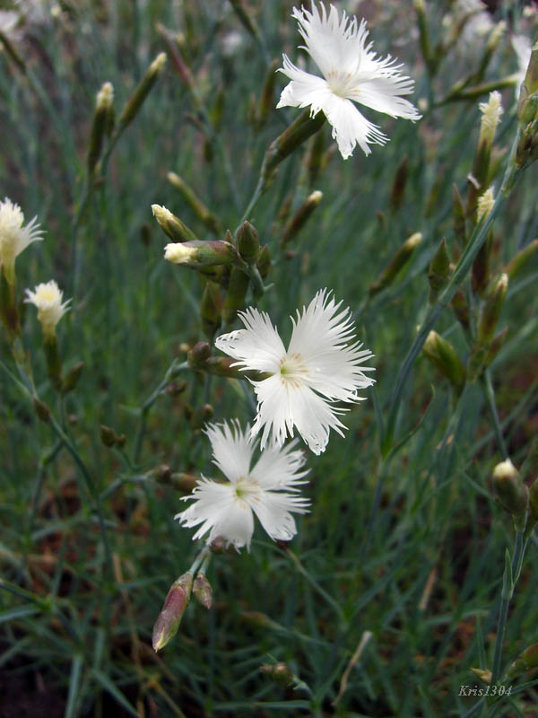 goździk postrzępiony