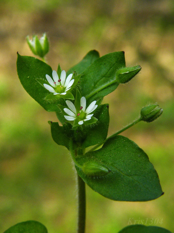 (Stellaria media)