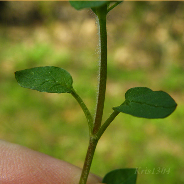 gwiazdnica pospolita