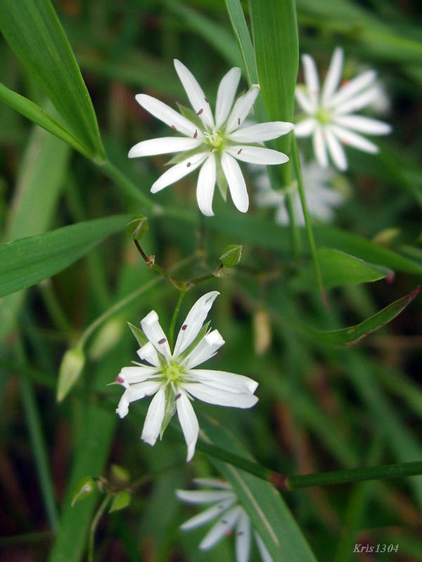 gwiazdnica trawiasta