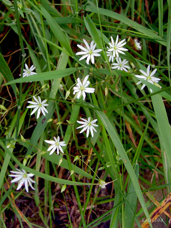 gwiazdnica trawiasta