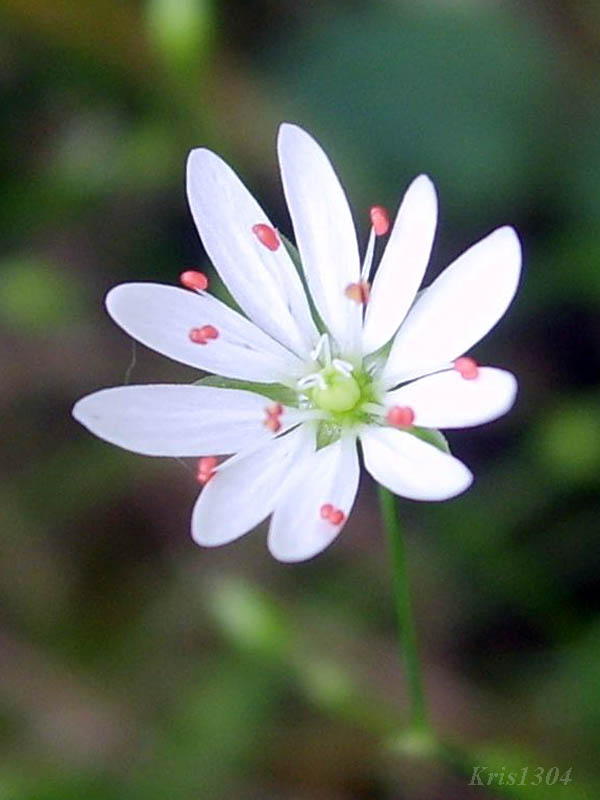 gwiazdnica trawiasta