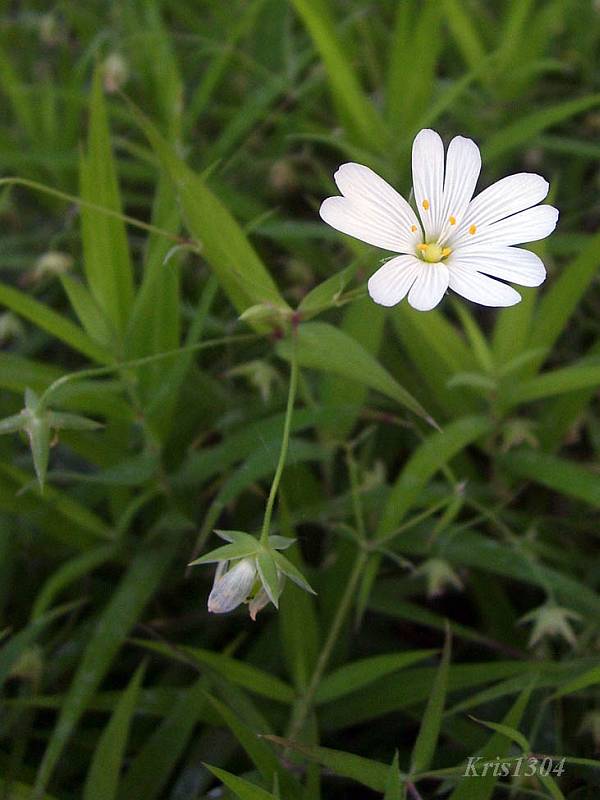 gwiazdnica wielkokwiatowa