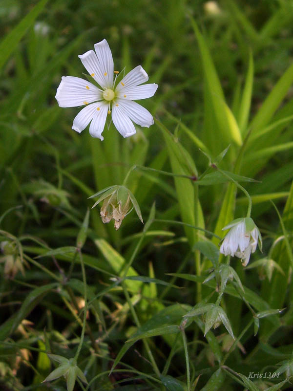 gwiazdnica wielkokwiatowa