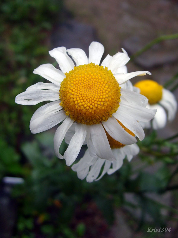 jastrun okrągłolistny