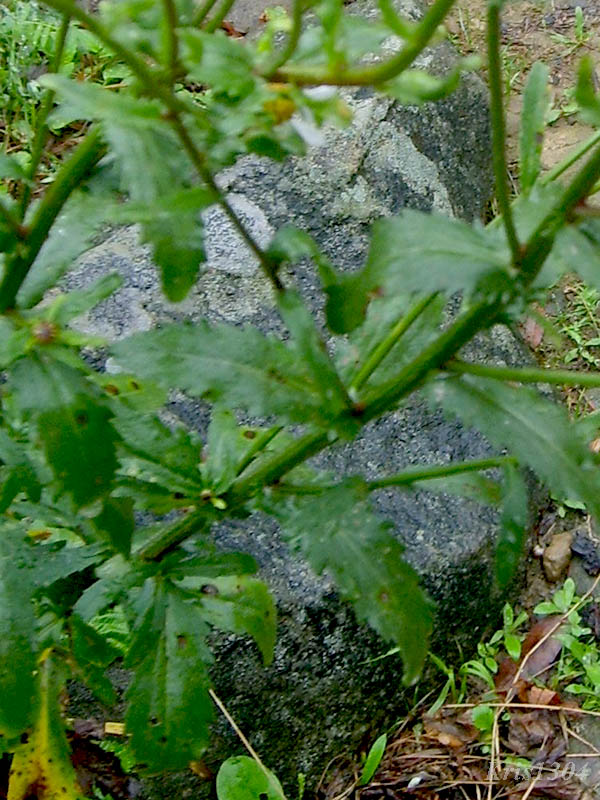 jastrun okrągłolistny