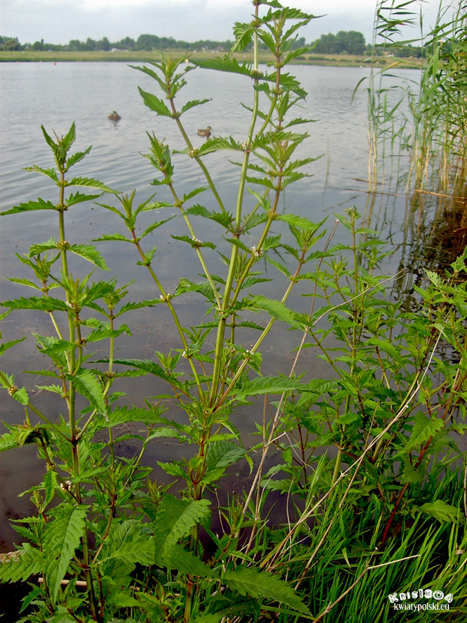 karbieniec pospolity