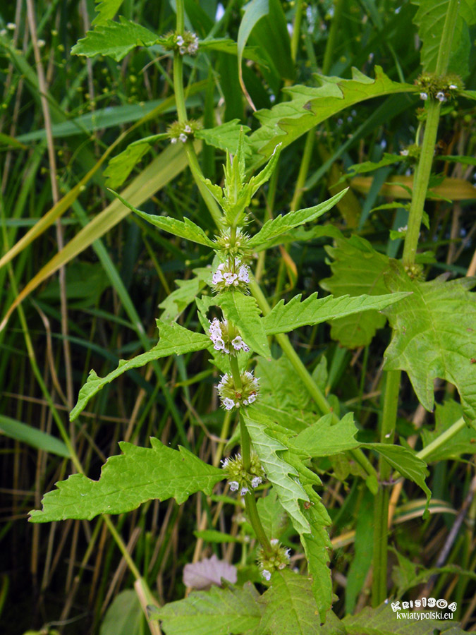 karbieniec pospolity