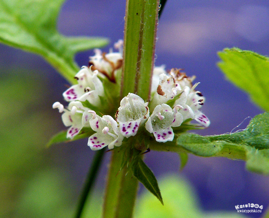 karbieniec pospolity