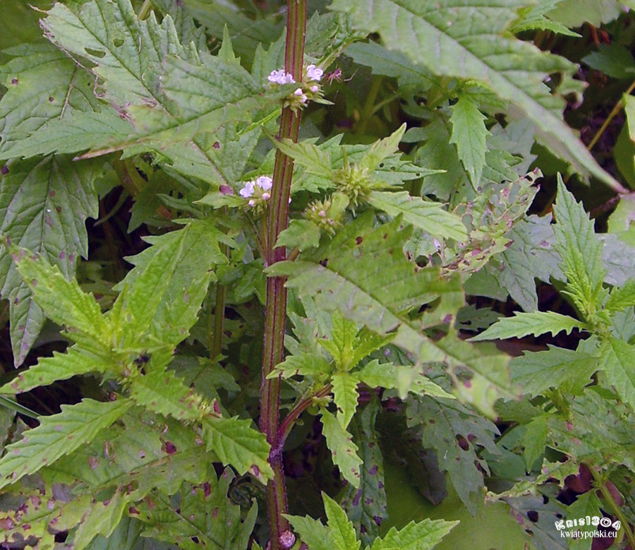 karbieniec pospolity