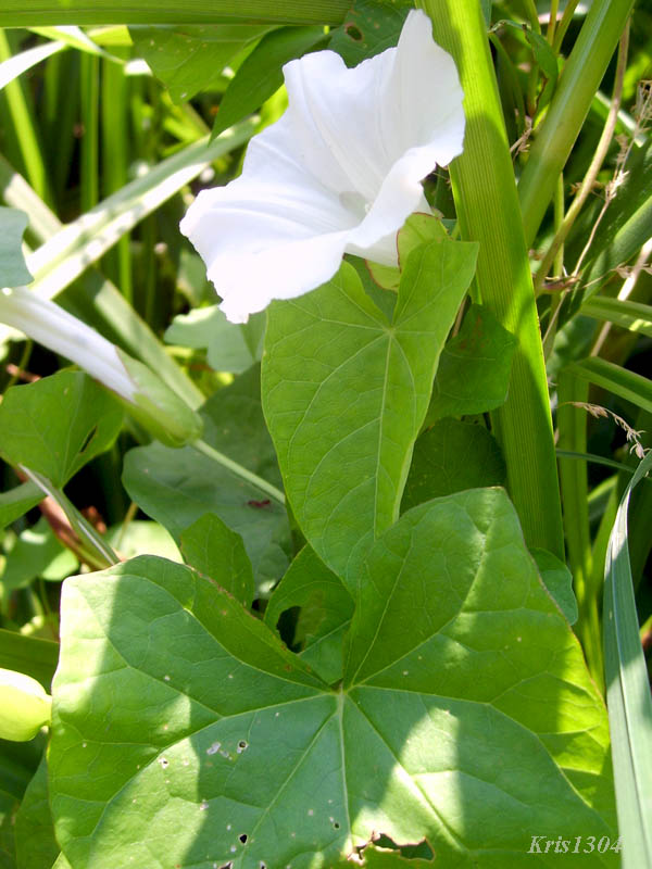 kielisznik zaroślowy