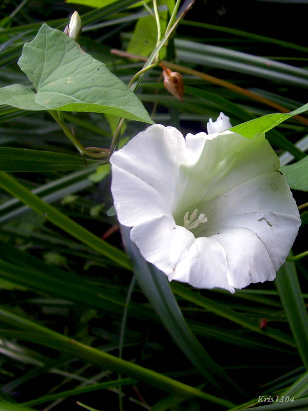 kielisznik zaroślowy