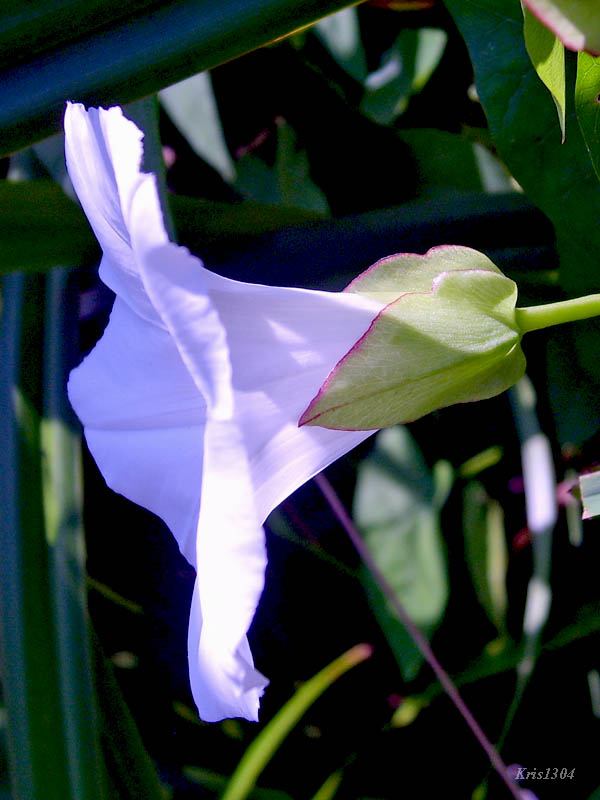 kielisznik zaroślowy