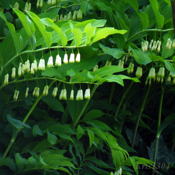 kokoryczka wielokwiatowa