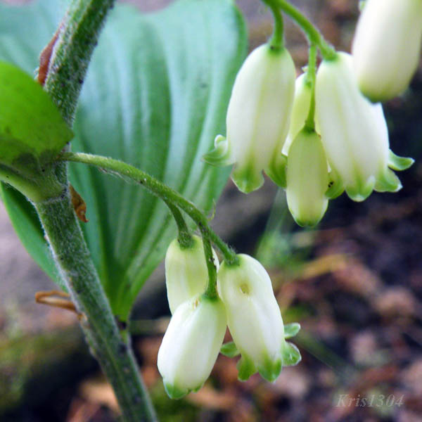 kokoryczka wielokwiatowa