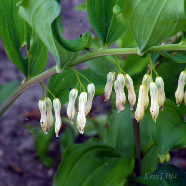 kokoryczka wielokwiatowa