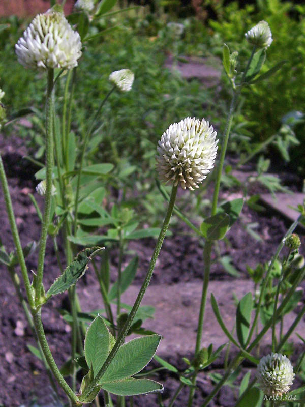 koniczyna pagórkowa