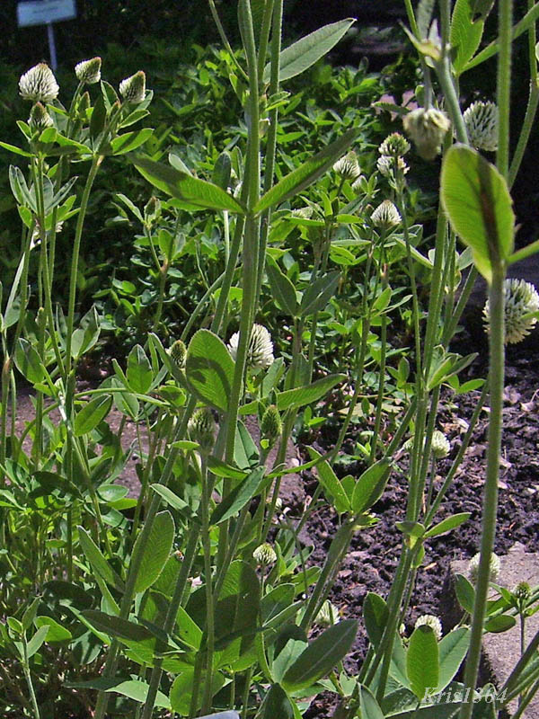 koniczyna pagórkowa