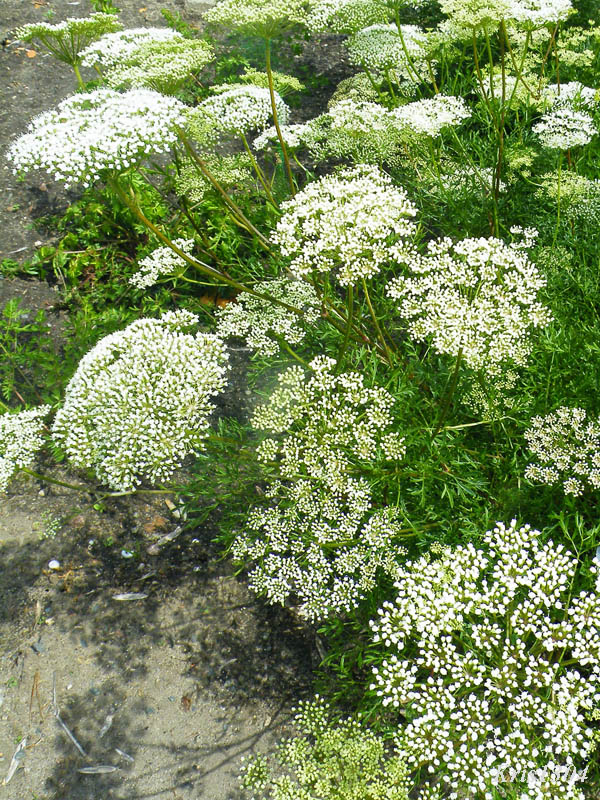 koniopłoch łąkowy