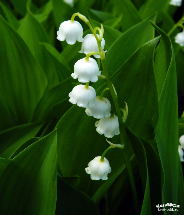 konwalia majowa