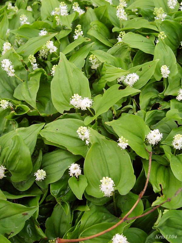 konwalijka dwulistna