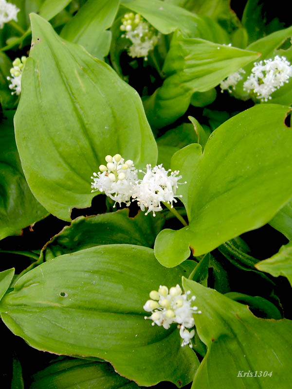 konwalijka dwulistna