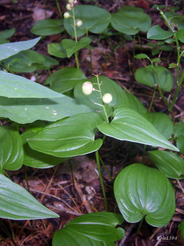 konwalijka dwulistna