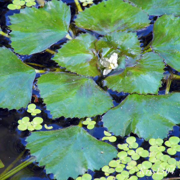 kotewka orzech wodny