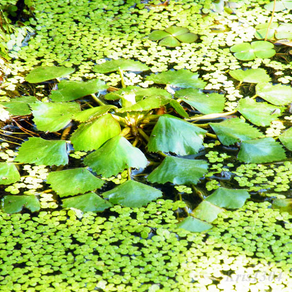 kotewka orzech wodny