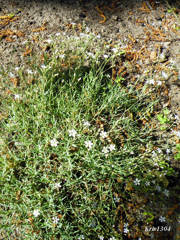 łyszczec rozesłany