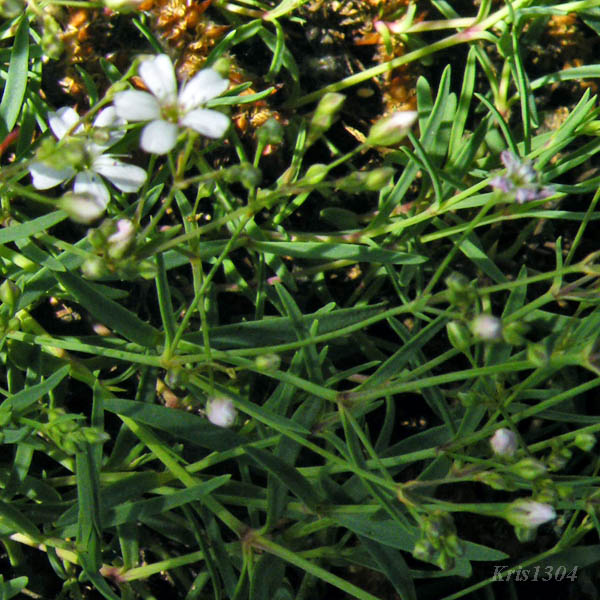 łyszczec rozesłany