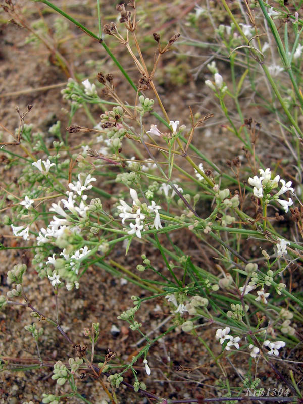 marzanka pagórkowata