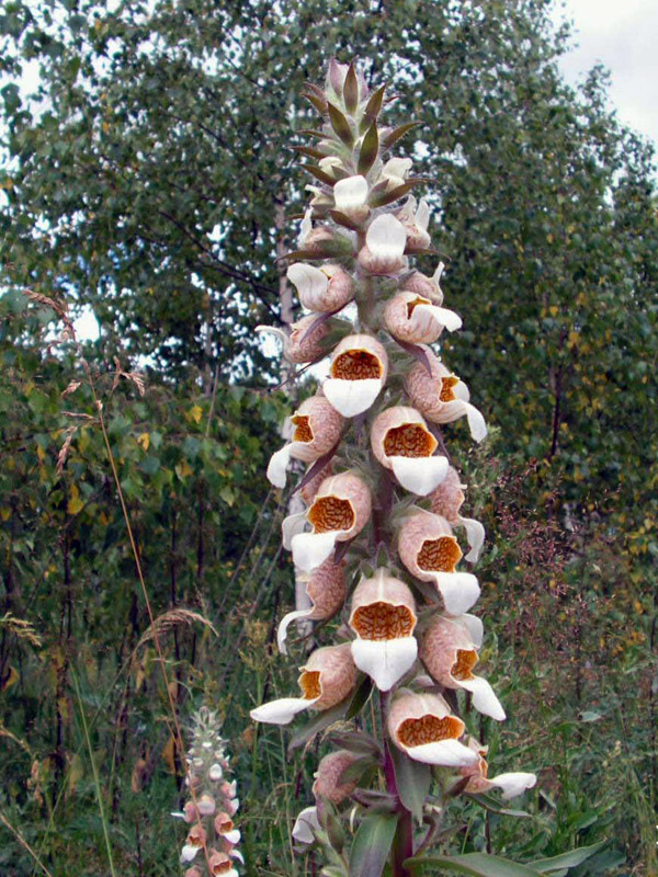 naparstnica wełnista