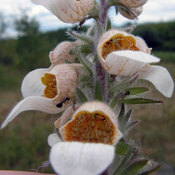 naparstnica wełnista