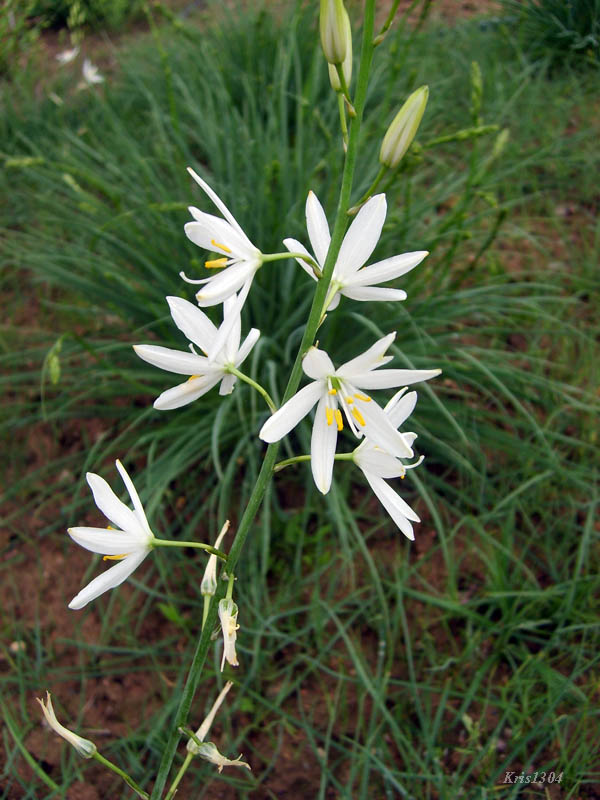 pajęcznica liliowata