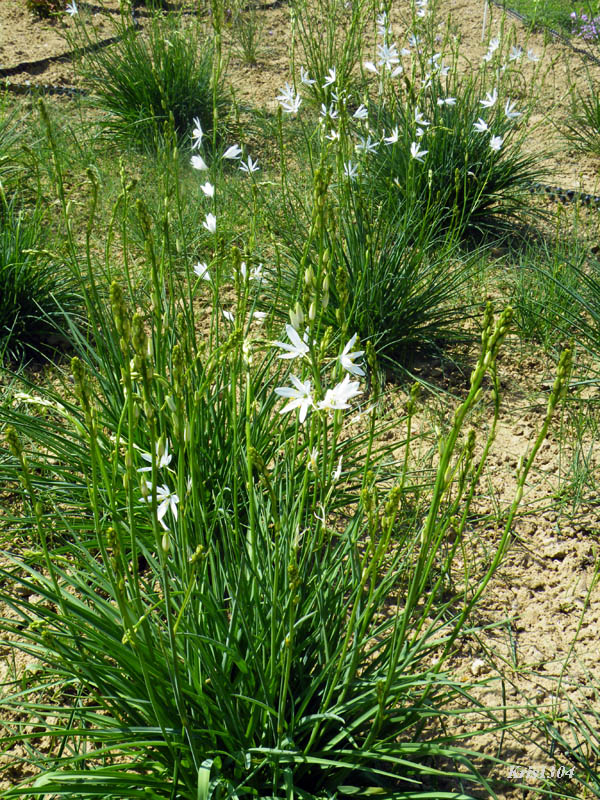 pajęcznica liliowata