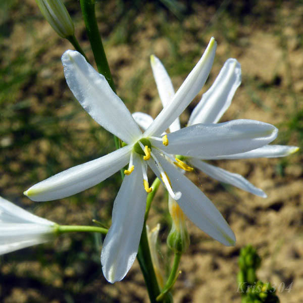 pajęcznica liliowata