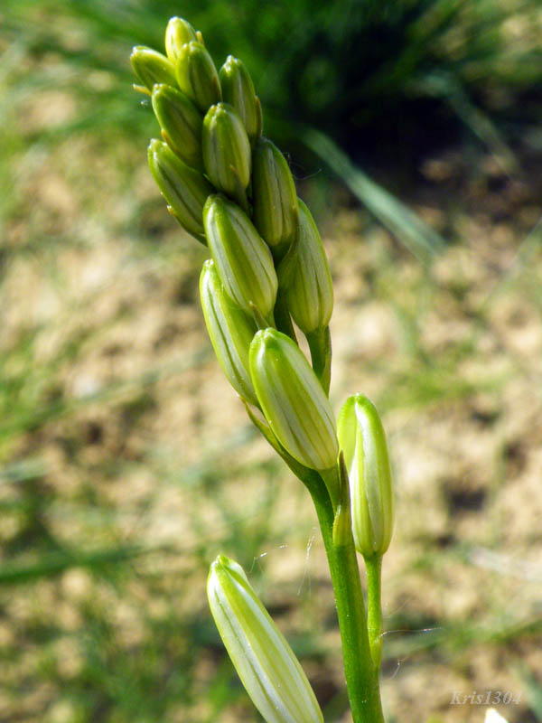 pajęcznica liliowata