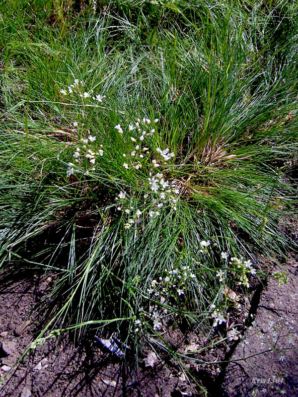 piaskowiec trawiasty