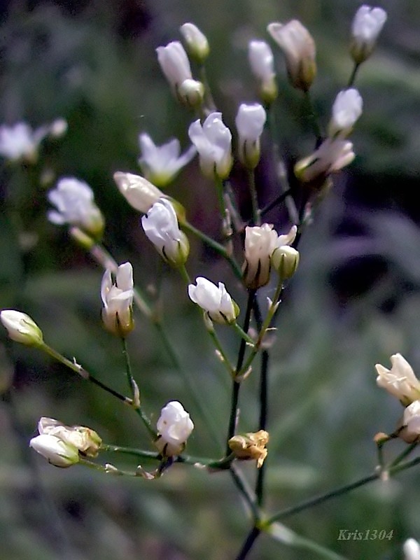 piaskowiec trawiasty