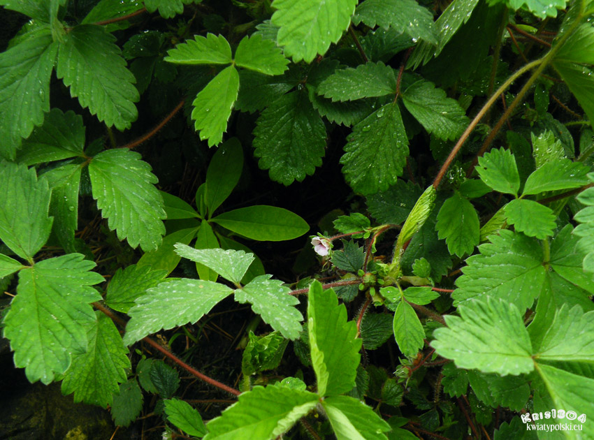 pięciornik drobnokwiatowy