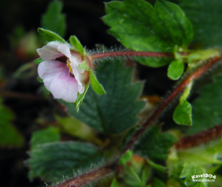 pięciornik drobnokwiatowy