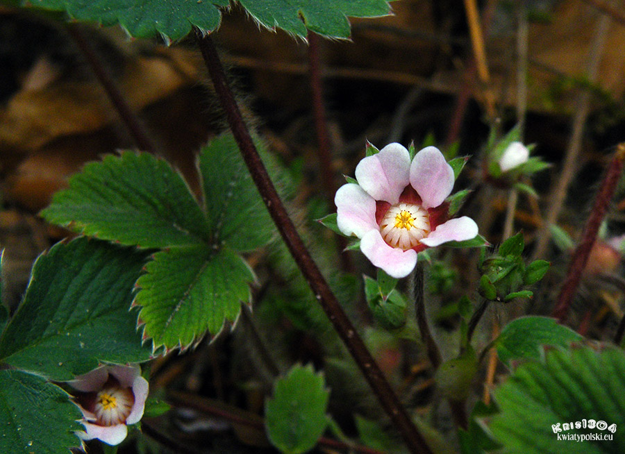 pięciornik drobnokwiatowy