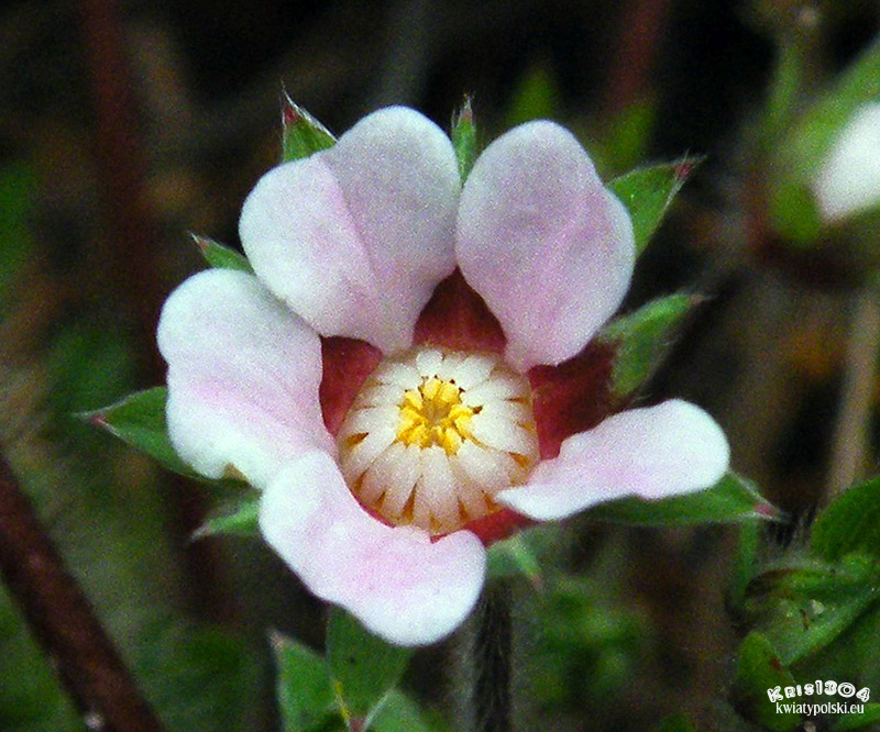 pięciornik drobnokwiatowy