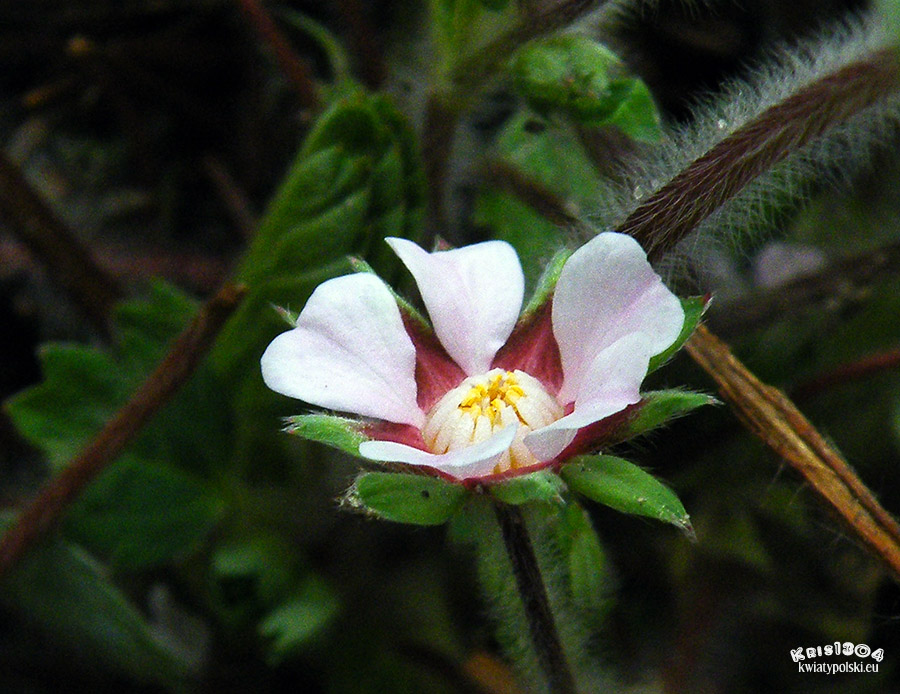pięciornik drobnokwiatowy
