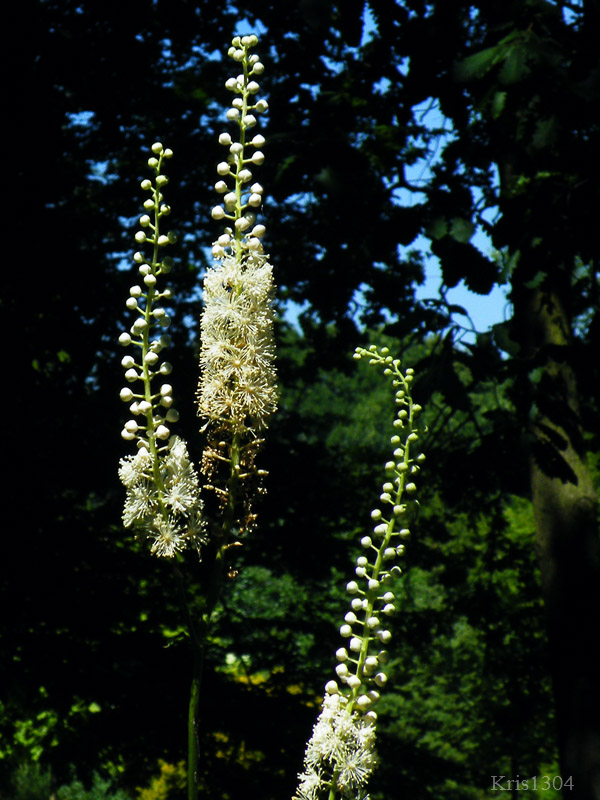 Cimicifuga europaea