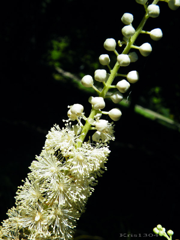 Cimicifuga europaea