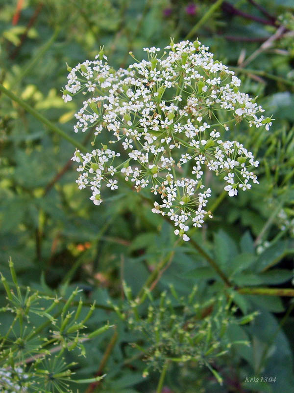 podagrycznik pospolity