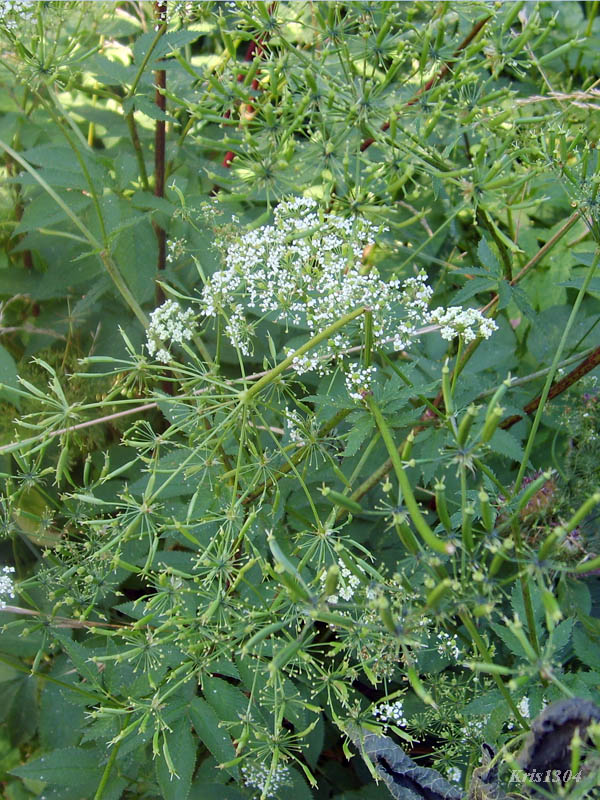 podagrycznik pospolity