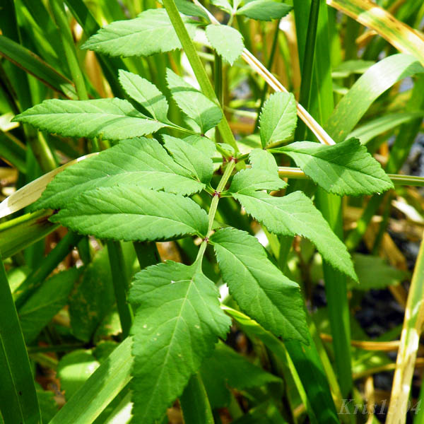 podagrycznik pospolity